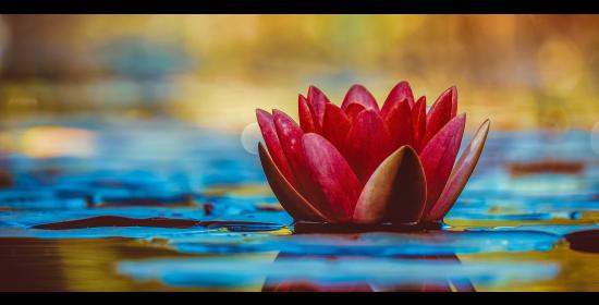 lotus flower emerging from mud