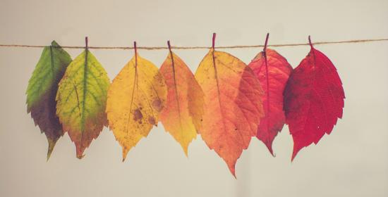 A photograph of leaves clipped to a string changing in colour from green to red.