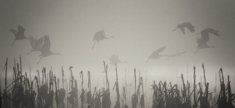 birds flying through fog