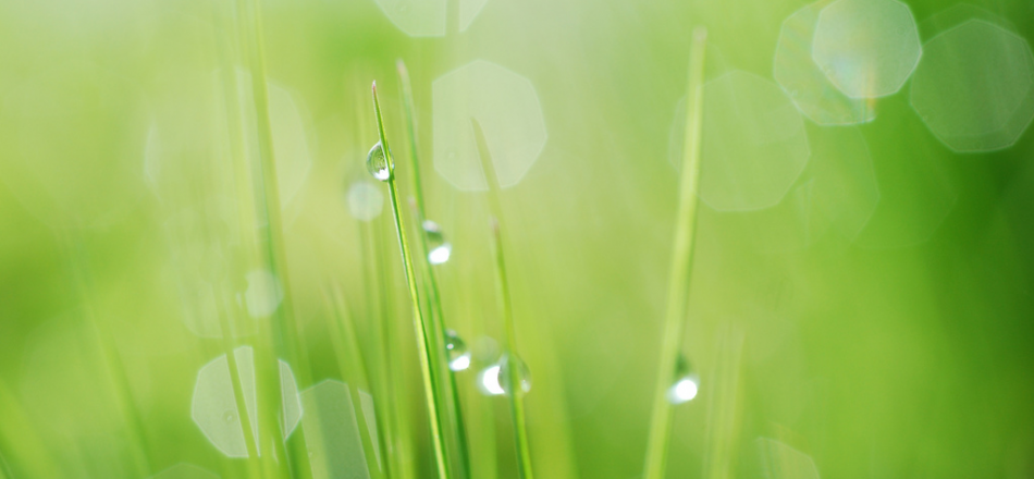 dew on grass