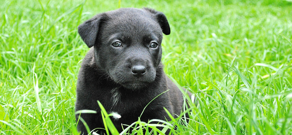 black lab puppy