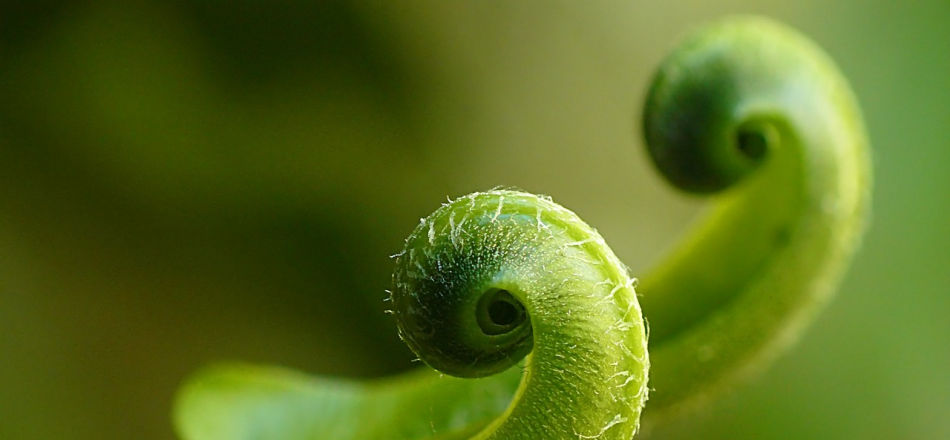 unfurling fern