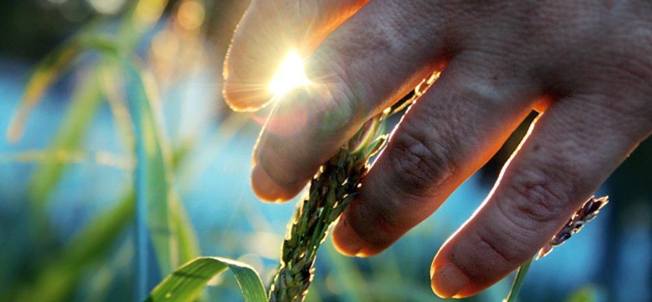 hand feeling blades of grass