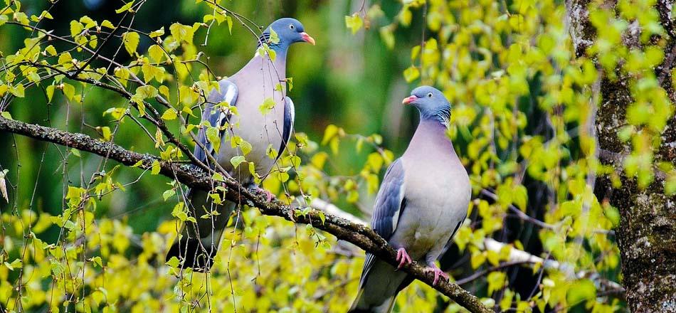 two doves