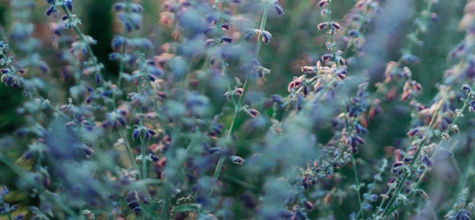 field of lavender