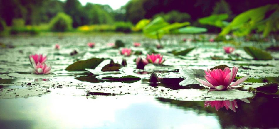 lotuses emerging from a pond