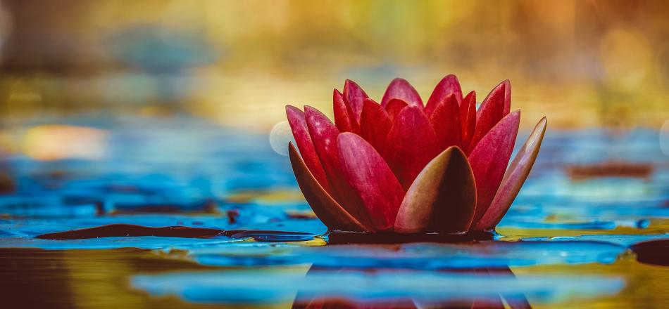 lotus flower emerging from mud