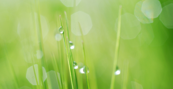 dew on grass