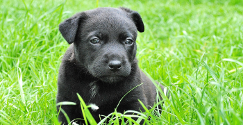 black lab puppy