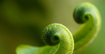 unfurling fern