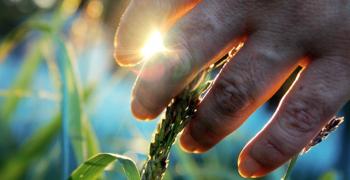 hand feeling blades of grass