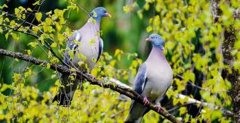 two doves