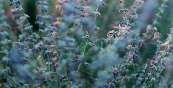 field of lavender